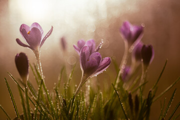 Krokusy na ciepłym, fioletowym rozmytym tle – wiosenna kompozycja © Elżbieta Kaps