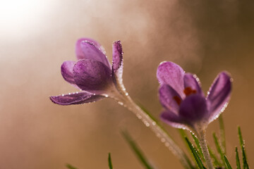 Krokusy na ciepłym, fioletowym rozmytym tle – wiosenna kompozycja © Elżbieta Kaps