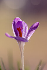 Krokusy na ciepłym, fioletowym rozmytym tle – wiosenna kompozycja © Elżbieta Kaps