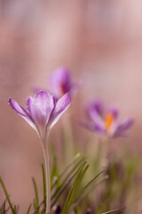 Krokusy na ciepłym, fioletowym rozmytym tle – wiosenna kompozycja © Elżbieta Kaps