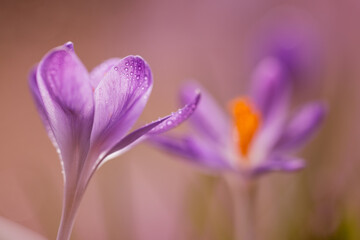 Krokusy na ciepłym, fioletowym rozmytym tle – wiosenna kompozycja © Elżbieta Kaps