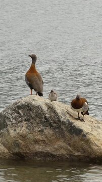 Cauquen Ral family resting on rock in lake in Patagonian natural landscape