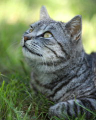Cute cat in the grass outdoor 