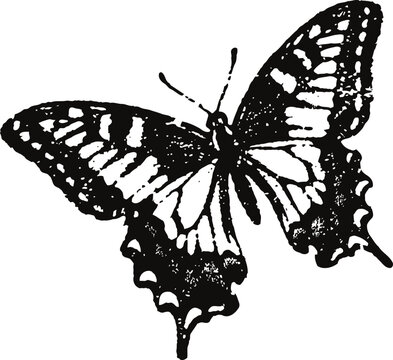 Detailed black and white illustration of a swallowtail butterfly with spread wings