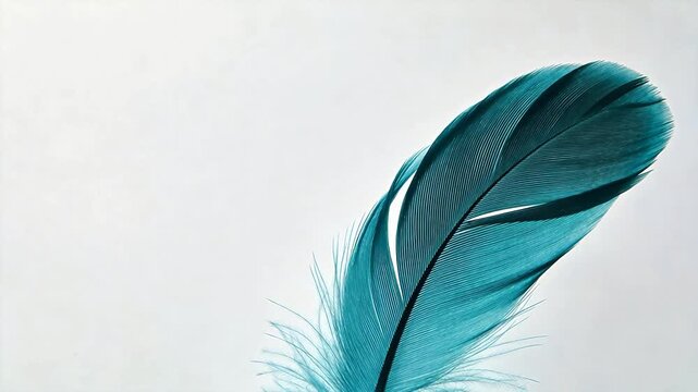 Blue feather against white background