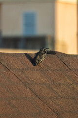 Starling sitting on roof tiles with diagonal lines and shadow, Vertical