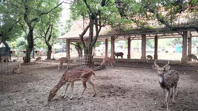 Depok, Indonesia - Jan 12, 2026. Deer and quiet family 