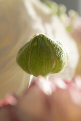 Sunlit unopened blossom with shallow depth of field vertical