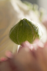 Green flower bud in soft backlight macro vertical