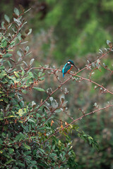 Kingfisher sitting among leafy branches in forest, Vertical