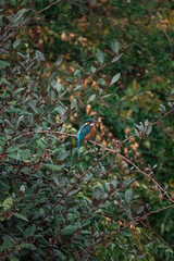 Wild kingfisher bird on branch in natural habitat, Vertical