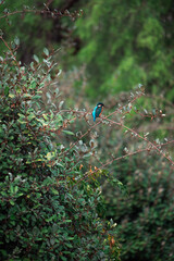Kingfisher perched on thin branch in green foliage, Vertical