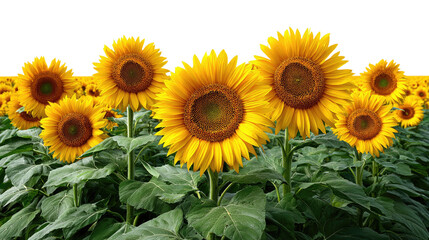 Obraz premium Sunflower Field in Bloom: Sunflowers stand tall in a vibrant field, their sunny yellow faces turned towards the light. These symbols of happiness and optimism create a cheerful scene.