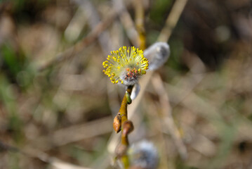flowering willow branch © Ханна Рейн