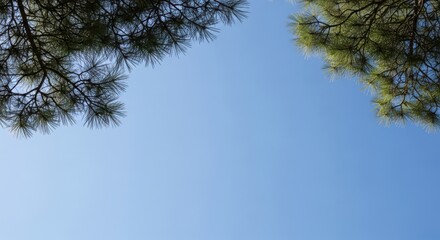Obraz premium Pine tree branches against a clear blue sky a natural background for summer or outdoor themes with copy space