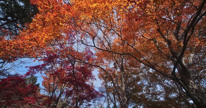 Low, smooth shot of tall orange and red autumn trees in Japanese park