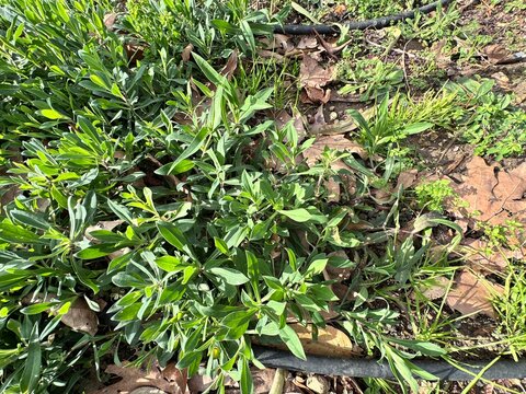 Silene pendula plant green leaves. Called the nodding catchfly or drooping catchfly, is a species of flowering plant in the genus Silene.