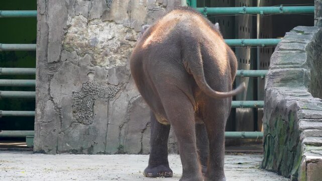 A rear-view shot of  Asian Elephant (Elephas maximus) walking away, with its body partially turned to the side. The photo highlights the elephant's wrinkled grey skin, visible hairs, and massive size.