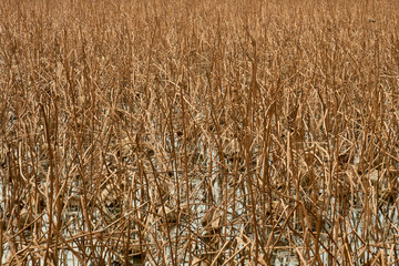 静寂に包まれた冬の蓮池と朽ちゆくハスの造形美が際立つ抽象的な背景素材