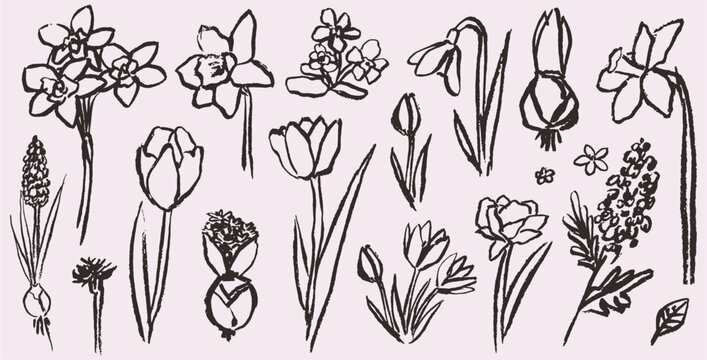Grunge charcoal or chalk spring summer flower collection. Vector illustration of ink hand drawn wild and garden herbs set. Wax crayon drawings. Floral silhouette elements for scrapbook and collage.