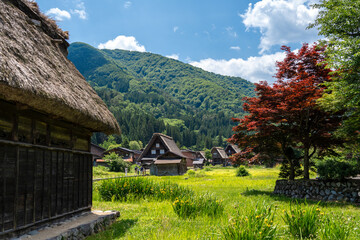 Traditional rice fields and gassho houses in Shirakawa-go village, Japan