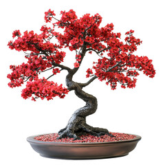 Red blossom bonsai tree isolated [Transparent Background PNG].
