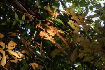 Spectral tarsier hidden in the forest at Tentena, Sulawesi, Indonesia