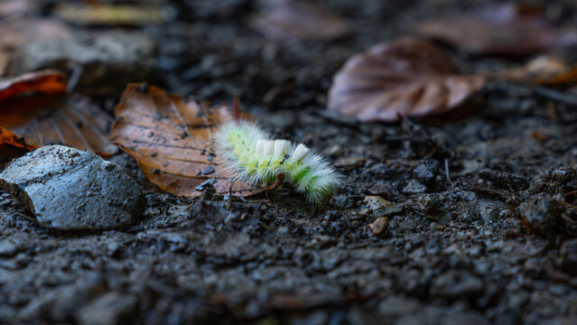 Pale Tussock on the Ground of the Forest searching for a good Place to pupate. High quality photo