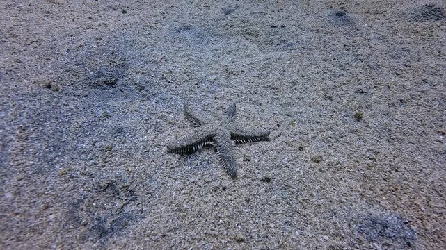 Grey starfish walking on the sandy seabed. Underwater video with the marine life, sand and sea star. Scuba diving trip, travel footage. Wildlife in the shallow ocean.