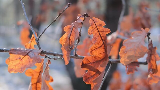 Golden sunlight illuminates brown crumpled foliage against snowy ground and cold blue shadows.