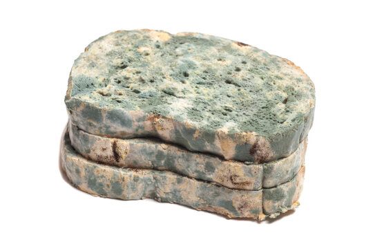 white bread with mold isolated on white background