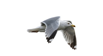 Obraz premium Seagull flying freely in the air with white and gray feathers and yellow beak