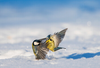 two tits fighting in the snow in a winter garden with their wings spread © nataba