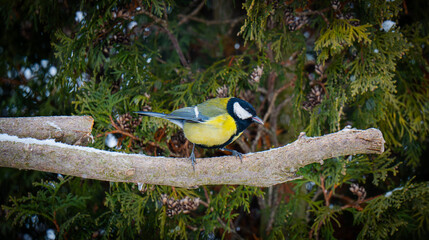 Close-up portrait of a Great Tit (Parus major) perched on a tree branch in natural habitat. Small European songbird with yellow breast, black head and white cheeks. Wildlife photography, nature backgr © Vlad