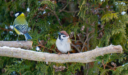 Close-up portrait of a Great Tit (Parus major) perched on a tree branch in natural habitat. Small European songbird with yellow breast, black head and white cheeks. Wildlife photography, nature backgr © Vlad