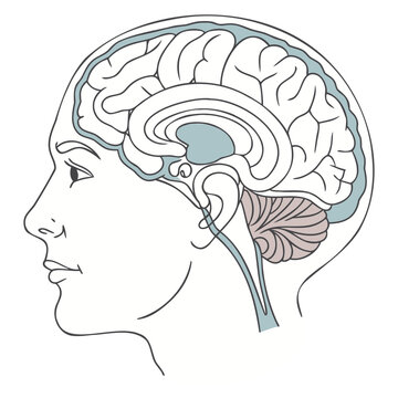 Human Brain Anatomy in Female Head Profile &ndash; Medical Cross Section Vector Illustration