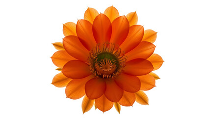 Orange Cactus Flower Blooming Isolated on White Background.