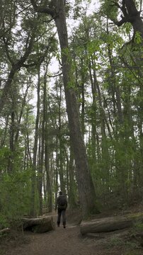 Man with a Backpack Walking Along a Trail Beneath a Dense Coihue Forest in Patagonia