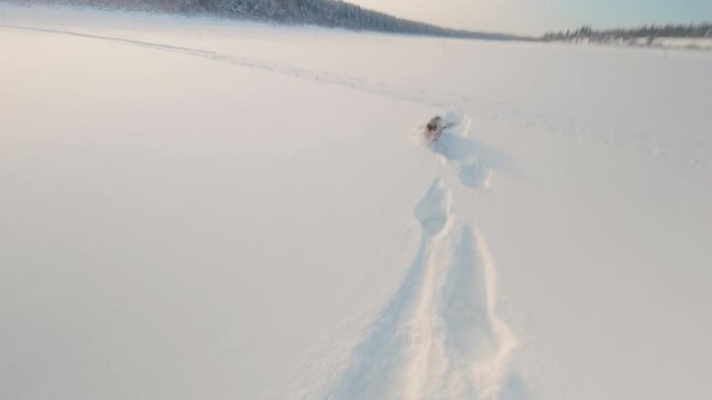 A devoted dog runs through the deep snow after his master. The guy calls his dog to him and she barely makes her way to him. Winter walk with the dog. From the first person.