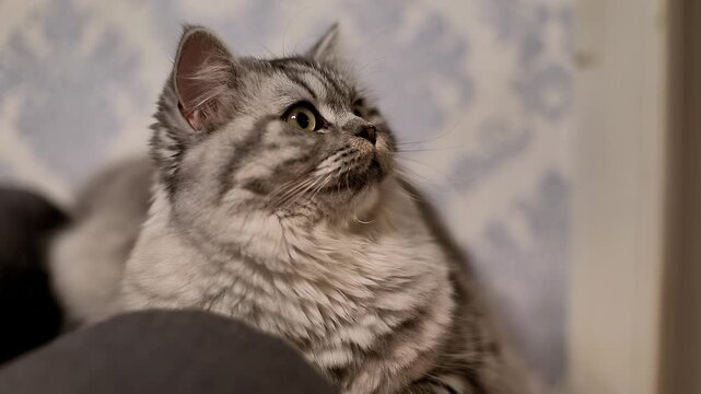 Silver tabby cat with striking green eyes sits on a soft gray surface, gazing attentively to the side, showcasing its fluffy fur and distinctive markings against a patterned background