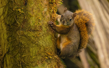 Nordamazonische Rothörnchen (Sciurus igniventris) © SBOR Naturfotografie