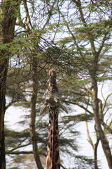 Giraffe eating among acacia woodland at Lake Naivasha, Kenya safari nature