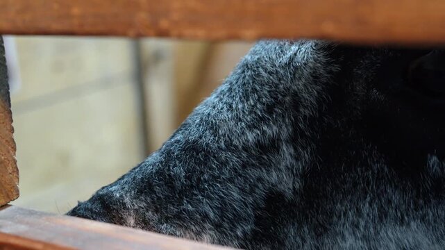Muzzle of the animal with black nose and lips, grey hairs around. Neb of the animal standing in the stall behind the wooden fence. Close up.