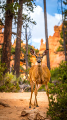 Young deer stands on a sandstone path in the woods with hoodoos
