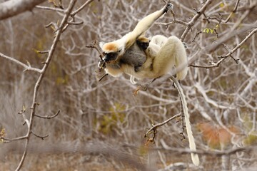 Fototapeta premium Golden-crowned Sifaka (Propithecus tattersalli), also called Tattersall's Sifaka, foraging on leaves while carrying a juvenile near Camp Tattersalli, Loky Manambato Protected Area, Madagascar