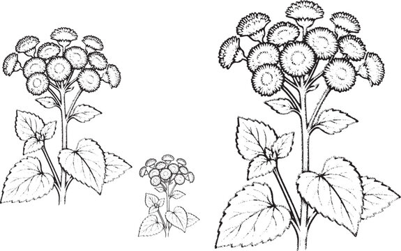 Ageratum Floss Flower Illustration - Vintage Botanical Line Art, Hand Drawn Wildflower Cluster with Heart-Shaped Leaves