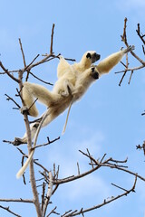 Fototapeta premium Golden-crowned Sifaka (Propithecus tattersalli), also called Tattersall's Sifaka, with a juvenile moving on a tree near Camp Tattersalli, Loky Manambato Protected Area, close to Daraina, Madagascar