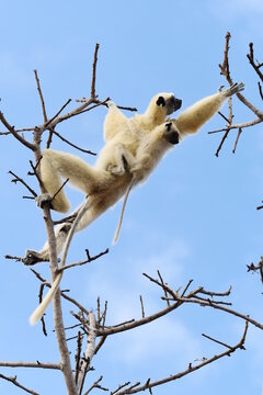 Golden-crowned Sifaka (Propithecus tattersalli), also called Tattersall's Sifaka, with a juvenile moving on a tree near Camp Tattersalli, Loky Manambato Protected Area, close to Daraina, Madagascar