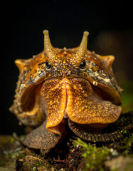 Spiky shell creature facing front, eyestalks erect, textured skin, dark background
