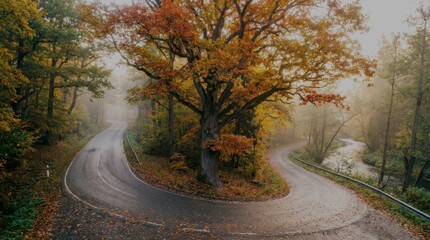 Obraz premium Winding forest road with ancient oak at dawn